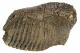 Partial, Fossil Woolly Mammoth Molar - Siberia #235037-1